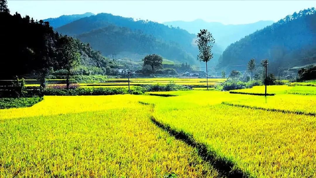 【農業(yè)雜談】如何選擇農業(yè)投資？投什么？