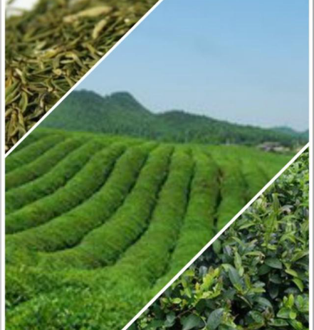 品味茶香，寄情山水，這6種茶為你展現(xiàn)獨特的貴州茶文化